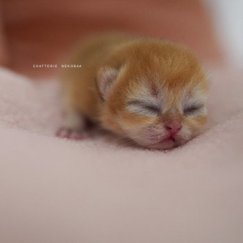 chaton British Shorthair black golden shell Qanao Chatterie Nekobaa