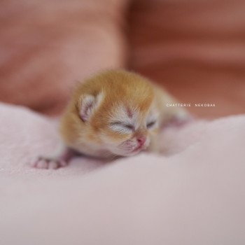 chaton British Shorthair black golden shell Qanao Chatterie Nekobaa