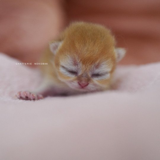 Qanao Femelle British Shorthair