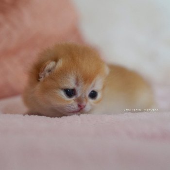 chaton British Shorthair Qanao Chatterie Nekobaa