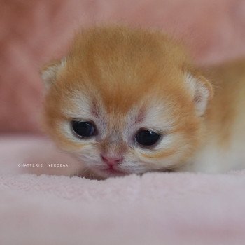 Qanao Femelle British Shorthair