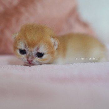 chaton British Shorthair Qanao Chatterie Nekobaa
