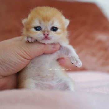 chaton British Shorthair Qanao Chatterie Nekobaa