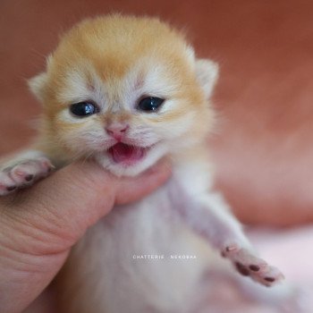 chaton British Shorthair Qanao Chatterie Nekobaa