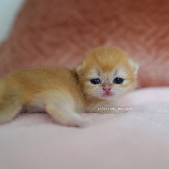 chaton British Shorthair Qanao Chatterie Nekobaa