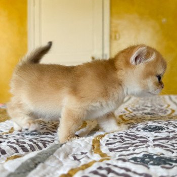 chaton British Shorthair black golden shell Qanao Chatterie Nekobaa