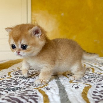 chaton British Shorthair black golden shell Qanao Chatterie Nekobaa