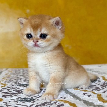 chaton British Shorthair black golden shell Qanao Chatterie Nekobaa