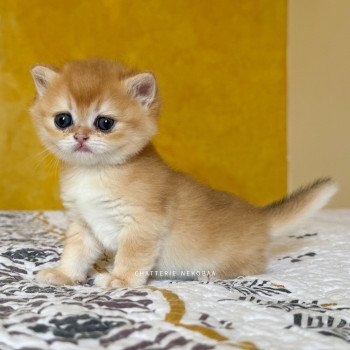 chaton British Shorthair black golden shell Qanao Chatterie Nekobaa
