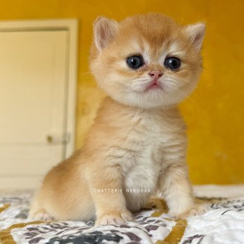 chaton British Shorthair black golden shell Qanao Chatterie Nekobaa