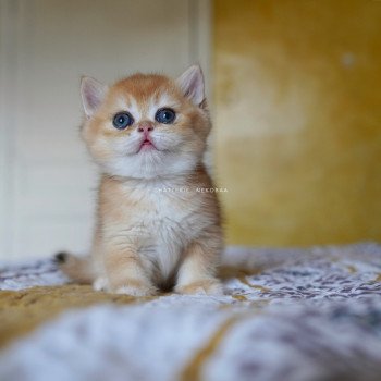 chaton British Shorthair black golden shell Qanao Chatterie Nekobaa