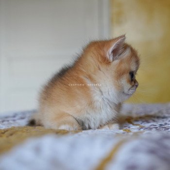 chaton British Shorthair black golden shell Qanao Chatterie Nekobaa