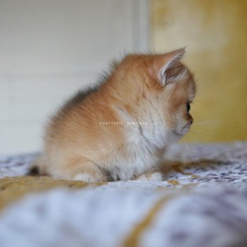 chaton British Shorthair black golden shell Qanao Chatterie Nekobaa