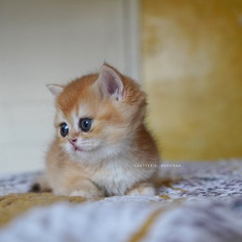 chaton British Shorthair black golden shell Qanao Chatterie Nekobaa