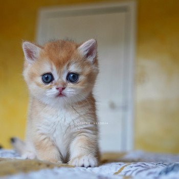chaton British Shorthair black golden shell Qanao Chatterie Nekobaa