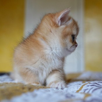 chaton British Shorthair black golden shell Qanao Chatterie Nekobaa