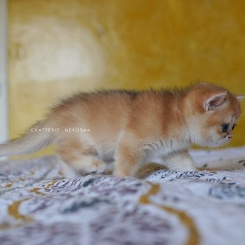 chaton British Shorthair black golden shell Qanao Chatterie Nekobaa