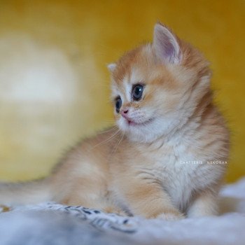 chaton British Shorthair black golden shell Qanao Chatterie Nekobaa
