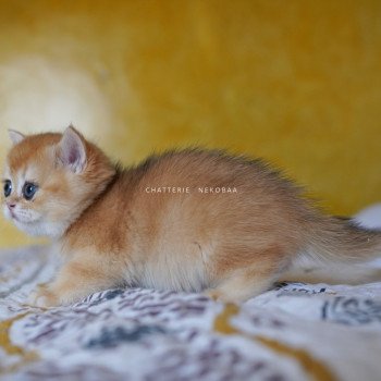chaton British Shorthair black golden shell Qanao Chatterie Nekobaa
