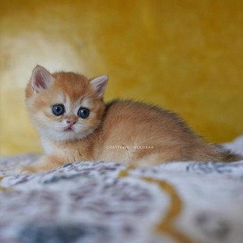 chaton British Shorthair black golden shell Qanao Chatterie Nekobaa