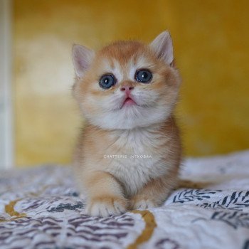 chaton British Shorthair black golden shell Qanao Chatterie Nekobaa