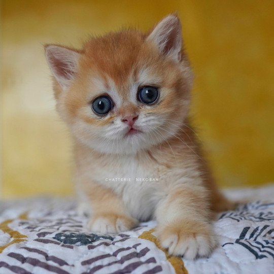 Qanao Femelle British Shorthair