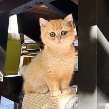 chaton British Shorthair black golden shell Qanao Chatterie Nekobaa chaton British Shorthair black golden shell Qanao Chatterie Nekobaa