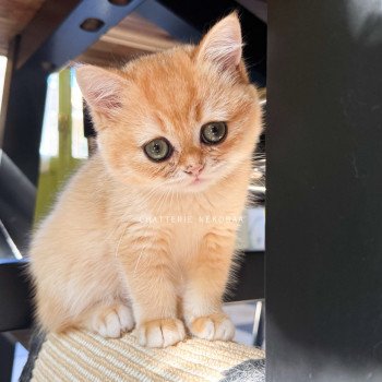 chaton British Shorthair black golden shell Qanao Chatterie Nekobaa chaton British Shorthair black golden shell Qanao Chatterie Nekobaa