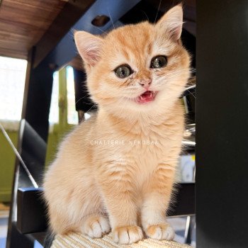 chaton British Shorthair black golden shell Qanao Chatterie Nekobaa chaton British Shorthair black golden shell Qanao Chatterie Nekobaa