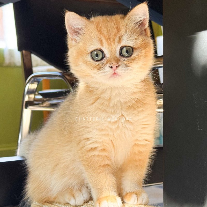 Amoureuse Qanao Femelle British Shorthair