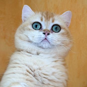 Amoureuse Qanao Femelle British Shorthair