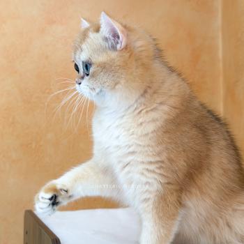 chat British Shorthair black golden shell Amoureuse Qanao Chatterie Nekobaa