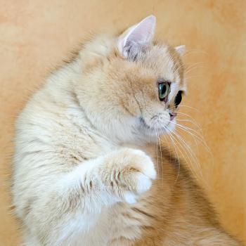 chat British Shorthair black golden shell Amoureuse Qanao Chatterie Nekobaa