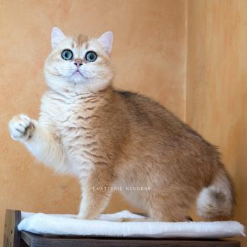 chat British Shorthair black golden shell Amoureuse Qanao Chatterie Nekobaa