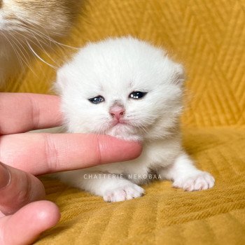 chaton British Shorthair sunshine Qiao Chatterie Nekobaa