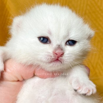 chaton British Shorthair sunshine Qiao Chatterie Nekobaa