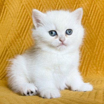 chaton British Shorthair sunshine Qiao Chatterie Nekobaa