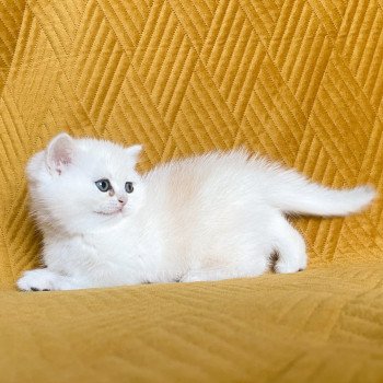 chaton British Shorthair sunshine Qiao Chatterie Nekobaa