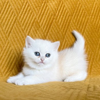 chaton British Shorthair sunshine Qiao Chatterie Nekobaa