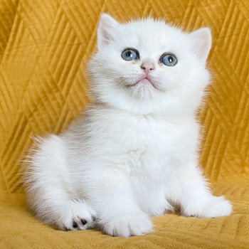 chaton British Shorthair sunshine Qiao Chatterie Nekobaa