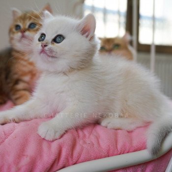 chaton British Shorthair sunshine Qiao Chatterie Nekobaa