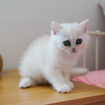 chaton British Shorthair sunshine Qiao Chatterie Nekobaa