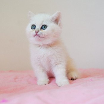 chaton British Shorthair sunshine Qiao Chatterie Nekobaa