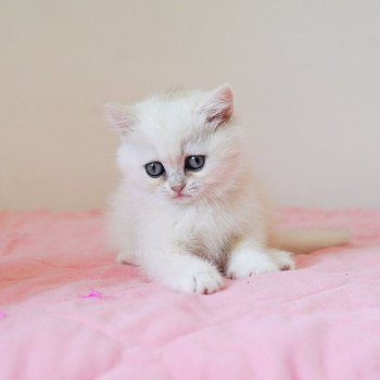 chaton British Shorthair sunshine Qiao Chatterie Nekobaa