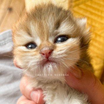 chaton British Shorthair black golden shaded Qing Chatterie Nekobaa