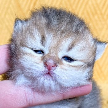 chaton British Shorthair black golden shaded Qing Chatterie Nekobaa