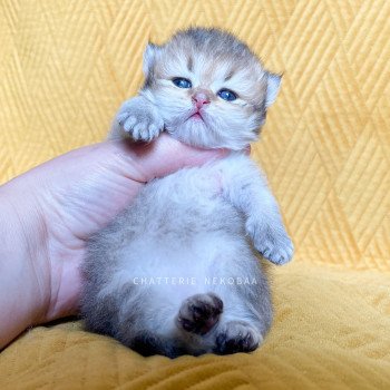 chaton British Shorthair black golden shaded Qing Chatterie Nekobaa