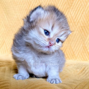 chaton British Shorthair black golden shaded Qing Chatterie Nekobaa