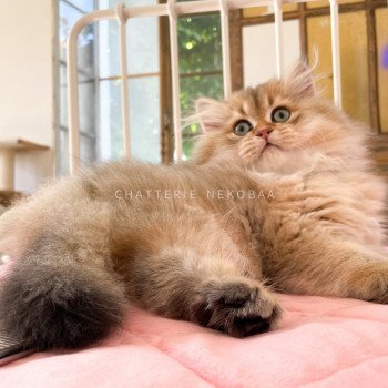 chaton British Longhair black golden shaded Umushu Qing Chatterie Nekobaa