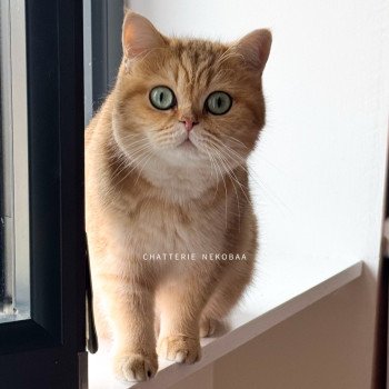 chat British Shorthair black golden blotched tabby Queen Shu Chatterie Nekobaa